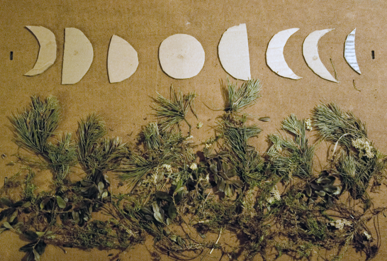 Jiří Sádlo: Holocene stability of the taiga/ Time-lapse assamblage, woodplants and cardboard from a shop at Hradčany. An attempt to visualize  the very low degree of  dynamics of the plant cover  compatred to the phases of the moon. Question is what stori