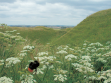 Bee Adventure, 2003,  photographs of bee taken on posthumous tour of the south of England