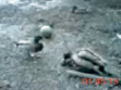 Duck Fuck, 2005, video film