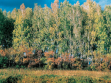  Elly Clarke. The Trans-Siberian Photo Project. 2006 Birch Forest (First Three Days) Hand printed colour photo, 30x40