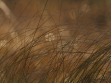 Petr Meduna, Carex lasiocarpa, from the cycle Grasses